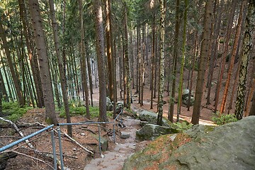 Image showing Forest hiking path