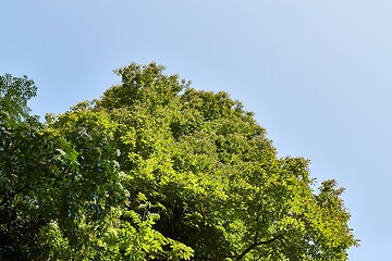 Image showing Summer Green Tree Leaves Top