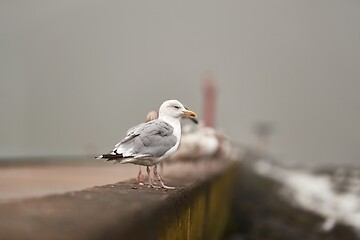 Image showing Seagulls on a pier