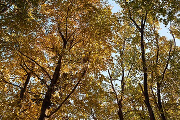 Image showing Autumn forest colors