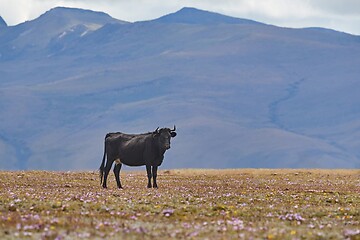 Image showing Bull standing on a field