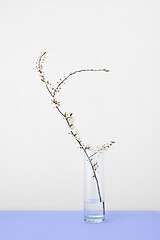 Image showing Gongratulation card with cherry twig in glass on a light grey background.