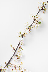 Image showing Diagonal festive composition from blooming cherry twig on a white background.