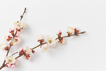 Image showing Corner composition with fresh natural apricot twig on a white background.