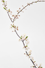 Image showing Blooming cherry branch with small flowers on a light grey background.