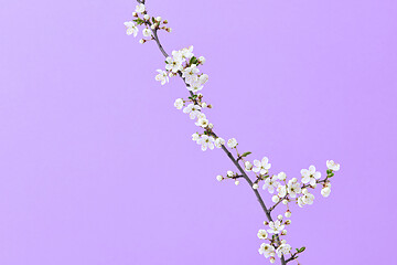 Image showing Cherry natural fresh branch in blossom on a purple background.