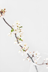 Image showing Cherry branch in blossom with small flowers on a light grey background.