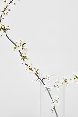 Image showing Glass vase with blooming spring branch of tender cherry on a light grey background.