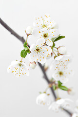 Image showing Close up cherry twig with flowers on a light gray background.