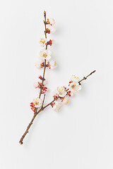 Image showing Greeting card from fresh branch of apricot tree on a white background.