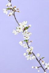Image showing Spring branch of blooming cherry flowers on a light purple background.
