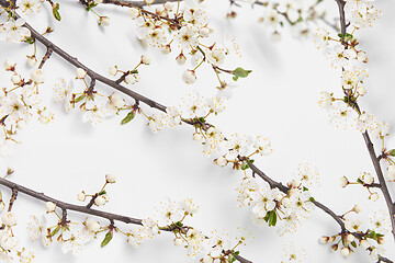 Image showing Greeting frame from fresh natural twigs of blooming cherry on a white.