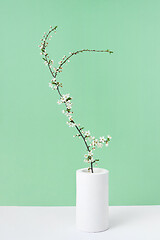 Image showing Greeting card from ceramic vase with blooming cherry flowers twig.