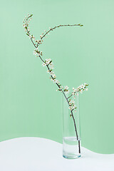 Image showing Glass of water with blooming fresh cherry branch on a duotone background.