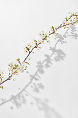 Image showing Greeting card with fresh branch of cherry tree with shadows on white.