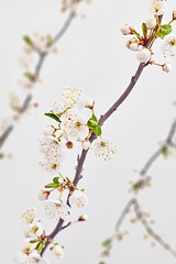 Image showing Congratulation background with spring blooming cherry branches.