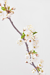 Image showing Close-up spring cherry twig in blossom against light grey background.