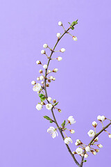 Image showing Spring cherry twig with small flowers on a light purple background.