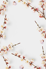 Image showing Festive frame from fresh natural twigs of blooming apricot on a white.