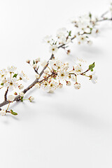 Image showing Festive card with fresh natural cherry twig on a white background.