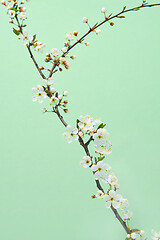 Image showing Blooming tender cherry twig against pastel green background.