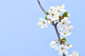 Image showing Close up cherry twig with flowers on a light lavender background.