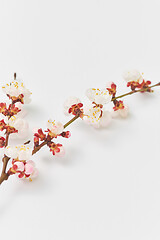 Image showing Greeting card from fresh twig of apricot tree on a white background.