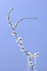 Image showing Glass vase with cherry branch with small flowers on a lilac background.