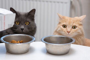 Image showing hungry cats sit near their bowls and wait for food