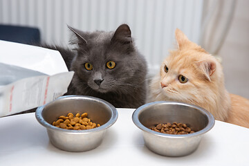 Image showing Two cats look with impatience as poured into bowls of food