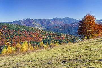 Image showing Colorful tree foliage on the hill