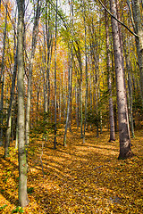 Image showing Autumn forest scene