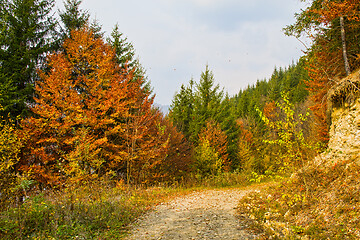 Image showing Dirt forest road in autumn