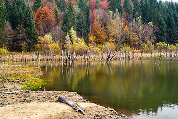 Image showing Dead tree trunks reflecting in water