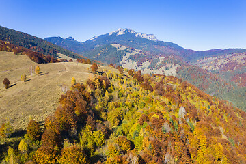 Image showing Golden forest landscape