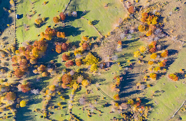 Image showing Beautiful autumn pasture from above