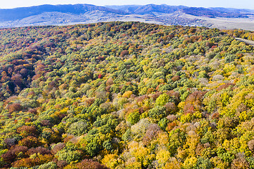 Image showing Fall forest, aerial view