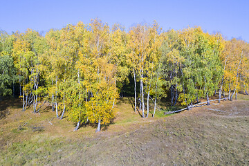 Image showing Autumn landscape, birch tree forest