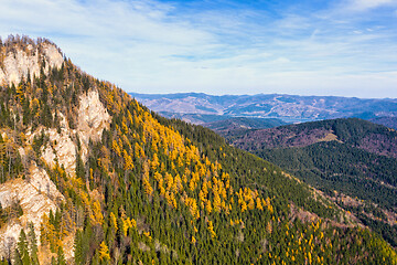 Image showing Yellow larch trees in green forest