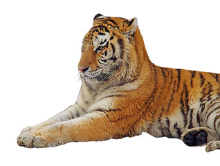 Image showing Isolated staying tiger