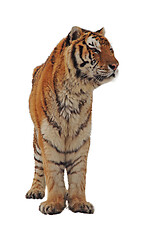 Image showing Wild animal with stripy coat