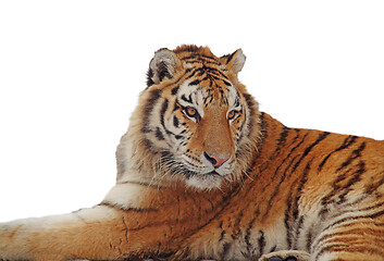Image showing Isolated tiger portrait over white
