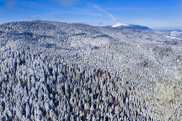 Image showing Aerial view of evergreen forest in winter