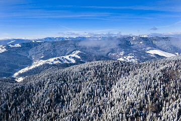 Image showing Aerial scene with frozen trees in sunny winter day