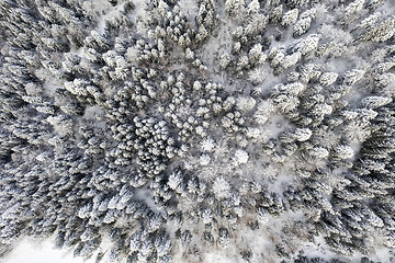 Image showing Frozen tree in winter as pattern, above view