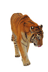 Image showing Beautiful isolated tiger