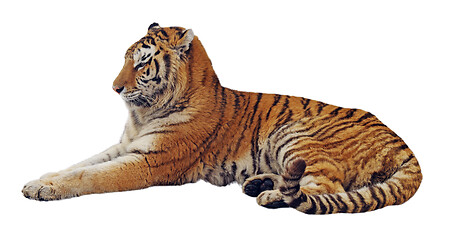 Image showing Resting isolated tiger