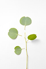 Image showing Eucalyptus plant with separated leaves from twig.