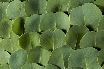 Image showing Natural background from close up evergreen Eucalyptus leaves.