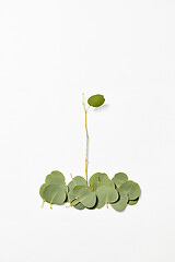 Image showing Botanical composition from fallen Eucalyptus leaves on a white background.